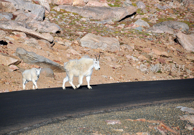 美国科罗拉多州埃文斯山，带着小山羊过马路(Oreamnos american)